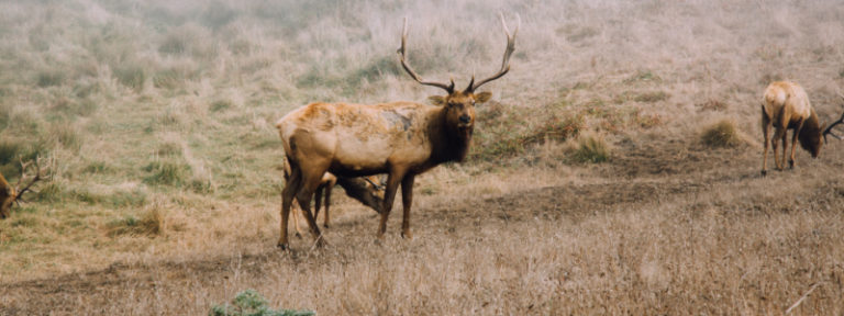 Top Spots To See Wildlife In Colorado | See Wild Animals In Colorado