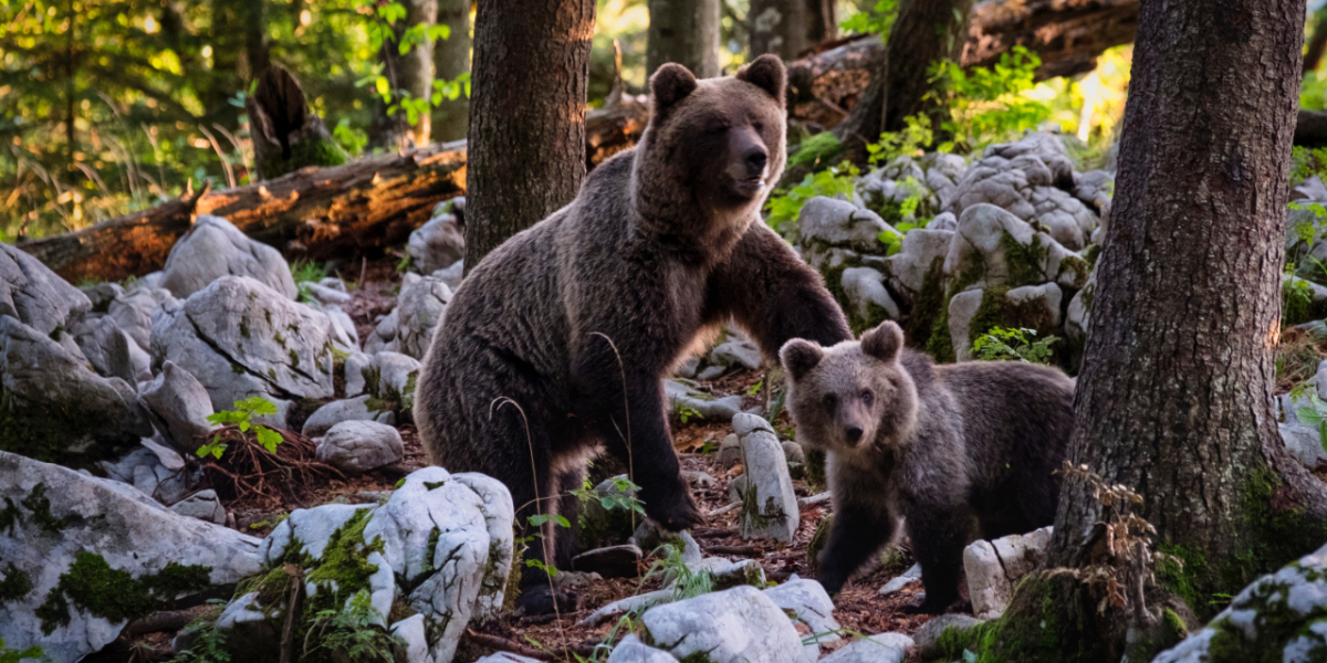 Top Spots to See Wildlife in Colorado See Wild Animals in Colorado